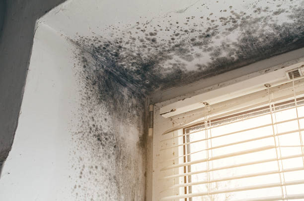 Affordable Mold Remediation solutions in Lyndhurst, VA